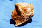 Mudgee Homo erectus Skull